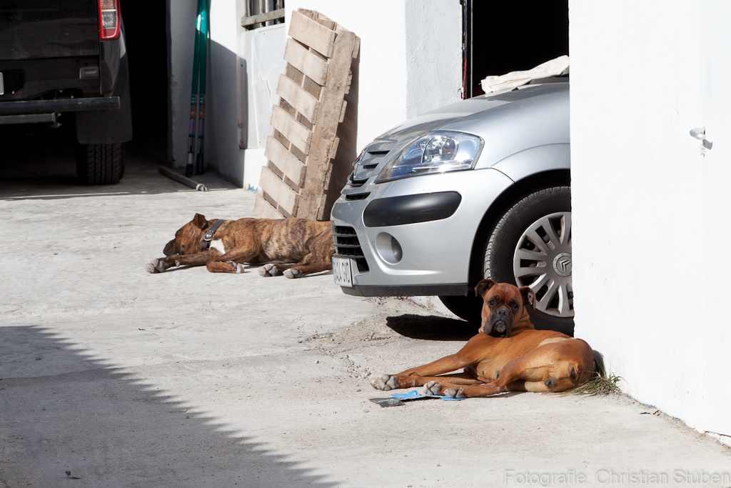 Siesta