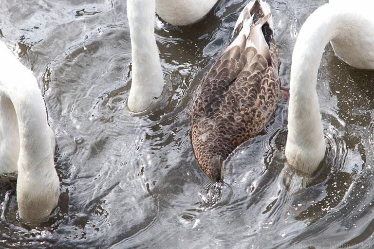 Köpfchen in das Wasser...