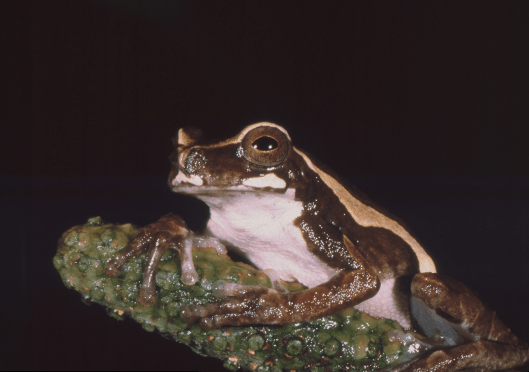 Frosch, (C) by Christian Stüben, Wuppertal