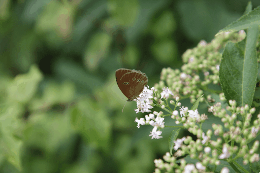 Schmetterling, (C) by Christian Stüben, Wuppertal